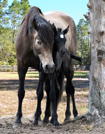 Visit Rivera's Andalusian Farm!